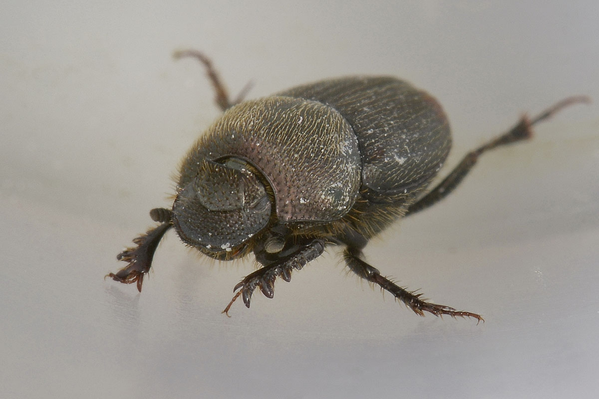 Onthophagus (Furconthophagus) furcatus, Scarabaeidae